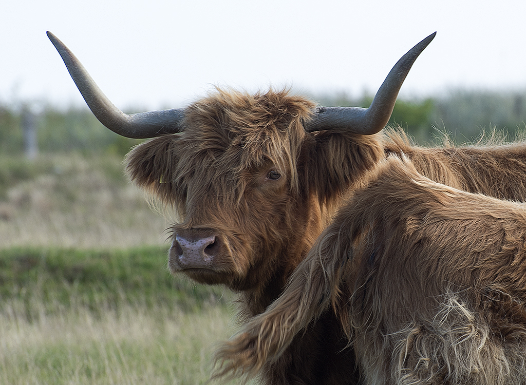 Schleswig Holstein Ostsee 09_2015 KA7_6207 als Smartobjekt-1 Kopie.jpg - Nordische Büffel - Sieht irgendwie hübsch aus mit den großen Hörnern und der Beatles Frisur
